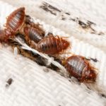 Bed Bug Control in Longview, Texas
